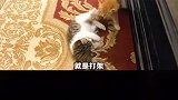 生活在农村里的猫真的过得好吗