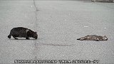 猫咪躺在路上一动不动，猫妈妈发现后，走过去检查