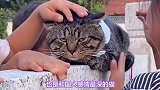 中华田园猫里的五虎上将，你养过几个