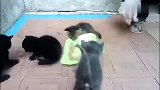 狸花猫：本喵不要分享，不要分享，生气了！