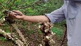 我们江津这边采收花椒，都是先下枝条再剪花椒，这样会轻松很多！