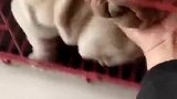 这是囧架架听多了吗