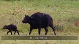 野猫正在休息，没有发现危险临近，蟒蛇一下子就将野猫缠住！
