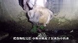 狗狗掉进臭水沟，苦等主人去救它，看着都心疼