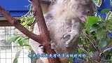 吃个苹果都能吃出沧桑感，考拉你到底经历了什么，镜头记录全程