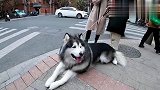 80斤小姐姐牵着140斤的狗狗成功引起路人围观这是啥品种？
