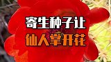 寄生种子让仙人掌开花，从未见过的传播方式！