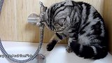 好皮的小猫咪啊，这咋还玩上水了呢小心挨揍啊！