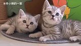 老婆奴猫咪教你哄老婆，打不还手骂不还口，满屏都是爱情的酸臭味