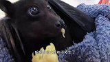 男子捉到超大“蝙蝠”，专家看后表示：这根本不是蝙蝠！