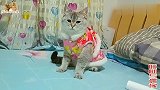 大年初一给五只母猫穿新衣争芳斗艳，五只网红猫谁是你心中最美？
