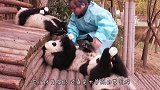 乌鸦肆无忌惮地偷拔熊猫毛，下一秒熊猫的反应，真是笑得肚子疼！
