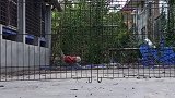 迷之自信到后来的..结果如何呢萌宠 猫猫侠