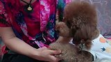 姥姥问泰迪胖妞自己的东西老被偷怎么办，胖妞举动成精了