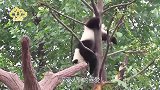 三只熊猫互相打闹，结果来妹被欺负了，网友：回头让顺哥打它们