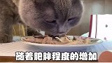 猫咪身材评分表！你家猫是黄金比例吗
