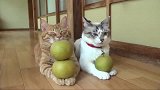 狸花猫：主人给两只猫咪分水果，狸花猫因为分少了生气扭头就走！