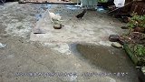 作死猫咪狂扇母鸡耳光，公鸡当场气炸毛，镜头记录搞笑画面