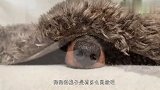 狗狗的鼻子真是灵敏,竟然上演起了这种操作,网友这狗成精了