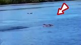 鳄鱼在水里也会直跳，万万想不到