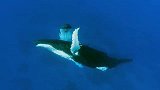 鲸落！世上“最浪漫”的死亡，在我国南海首次发现罕见鲸落画面！
