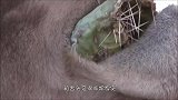 牛迷恋上吃仙人掌，一边吃一边痛，骆驼看到估计很想笑