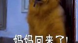 金毛大暖男聪明贴心的路虎