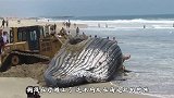 海滩遇见一条搁浅的鲨鱼，人们冒着生命危险将其带进海里