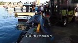 鲸鲨跳到岸上，鲸鲨：都别动，我自己下去