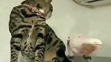 猫咪对鹦鹉爱搭不理，鹦鹉玩起猫咪尾巴来