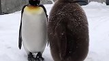 企鹅毛不易