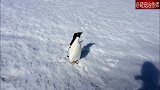 发现一只落单的小企鹅，希望帮它回到QQ群，这样太危险！