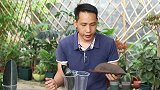 用橡皮树叶片做扦插繁殖，掌握好4个小技巧，片片都能爆长根