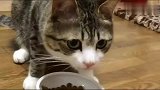 狸花猫：妈妈不在家，一个人也要好好吃饭！