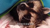 浣熊也是猫奴千万别让它撸到猫，否则就像吃了炫迈！