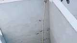 猫：快点把我弄上来，这下面太臭了！