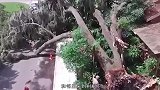 百年大树突然倒下，孕妇经过被砸晕，丈夫挖开树根发现罪魁祸首