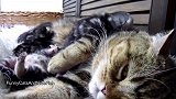 搂着小猫咪睡觉的猫妈妈，这守护的样子，好有爱啊！