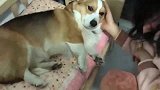 柯基可怜兮兮，打个架脸都肿了，瑟瑟发抖