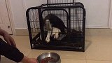 铲屎官打开笼子，但是哈士奇却出不来，这只二哈蠢到家了