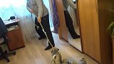 五胞胎小奶狗跟主人玩拉绳，狗狗们太可爱了！