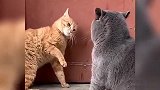 两只猫打架，不得不佩服橘猫有后招这味道能让对手上头晕倒