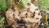 猫：趁主人还没起，给他们做点早饭