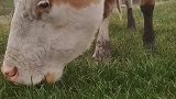 听说你们没在我这儿看过牛吃草的视频、它来了！这声音脆不