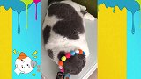 猛虎上山，霸气袭来，网友：这是“家猪”