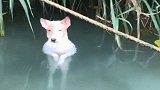 我家狗狗没治了，整天去河里泡澡，太会享受吧！
