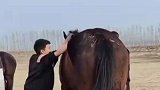 小伙第一次学习骑马，上马时用力过猛和马擦背而过