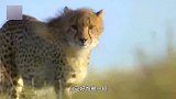 猎豹蹲守野兔，野兔发现后撒腿就逃！不料速度太慢被猎豹一口爆头