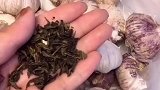 大蒜这样保存一年都不会发芽，看完视频的你学会了吗