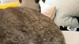 猫：为了小鱼干，跳舞都学会了！